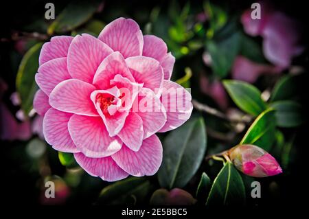 La Camellia (Camellia) è un genere di piante da fiore della famiglia delle Theaceae. Si trovano nell'Asia orientale e meridionale, dall'Himalaya est Foto Stock