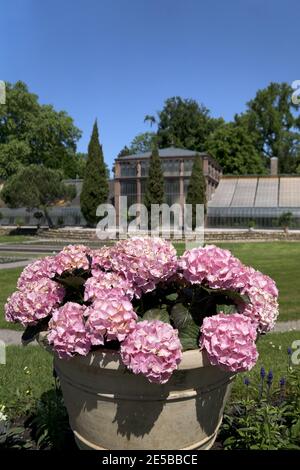 Giardini botanici di Karlsruhe, Germania: Questa "oasi di verde" nel centro di Karlsruhe e la serra unica sono le attrazioni per i visitatori. Foto Stock