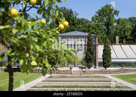 Giardini botanici di Karlsruhe con alberi di limone, Germania: Questa "oasi di verde" e la serra unica sono le attrazioni per i visitatori. Foto Stock