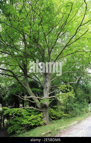 Albero lungo la pista di Broadham giù sopra il fiume Great Stour, Chilham, Kent, Inghilterra, Regno Unito Foto Stock