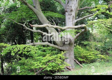 Albero lungo la pista di Broadham giù sopra il fiume Great Stour, Chilham, Kent, Inghilterra, Regno Unito Foto Stock