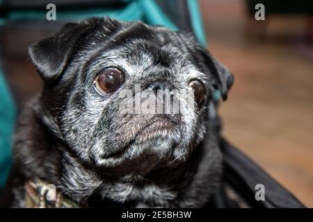 Un cane nero e bianco molto carino che guarda triste Foto Stock