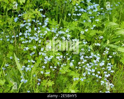 Piante erbacee dimenticate-me-non (lat.Myosótis) della famiglia Borage (Boraginaceae) fiorisce tra l'erba sul prato estivo. Foto Stock