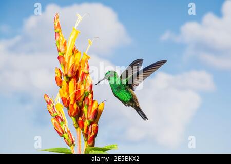 Hummingbird rumped rame, Saucerottia tobaci, adulto maschio che percorre a fiori tropicali, Trinidad, Trinidad e Tobago, 12 novembre 2014 Foto Stock