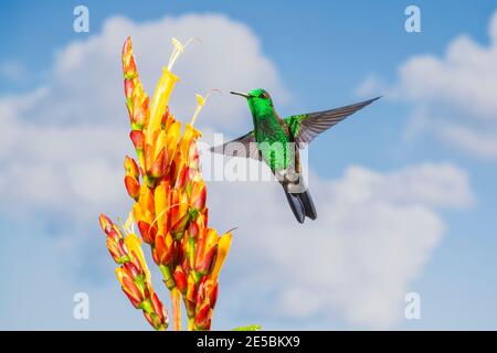 Hummingbird rumped rame, Saucerottia tobaci, adulto maschio che percorre a fiori tropicali, Trinidad, Trinidad e Tobago, 12 novembre 2014 Foto Stock