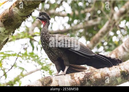 Crested Guan, Penelope purascens, singolo adulto arroccato nella foresta tropicale, la Selva, Costa Rica, 4 aprile 2018 Foto Stock