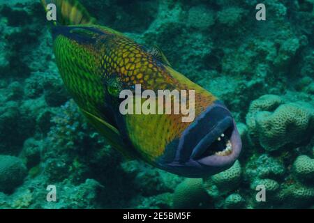 Balistoides viridesens, triggerfish gigante, titano triggerfish, Riesen-Drückerfisch, Titan-Drückerfisch Foto Stock