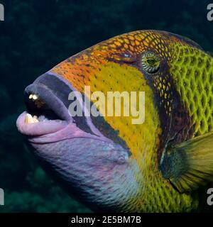 Balistoides viridesens, triggerfish gigante, titano triggerfish, Riesen-Drückerfisch, Titan-Drückerfisch Foto Stock