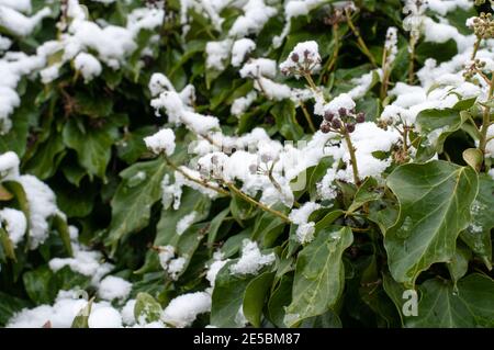 neve su foglie sempreverdi e bacche di un edera arrampicata in inverno Foto Stock