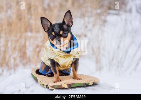 Vestiti Chihuahua. Cane pedigree chihuahua all'aperto Foto Stock
