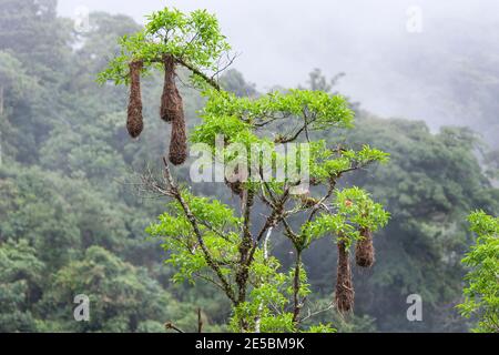 oropendola cresta, Psarocolius decumanus, nidi appesi al ramo di un albero nella foresta pluviale, Trinidad e Tobago Foto Stock