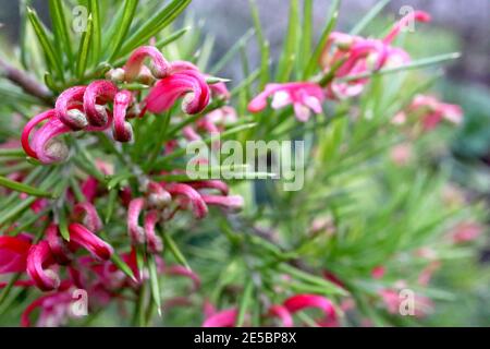 Grevillea rosmarinifolia Rosemary grevillea - fiore rosa Spider – fiori rosa avvolti con foglie ad ago, gennaio, Inghilterra, Regno Unito Foto Stock