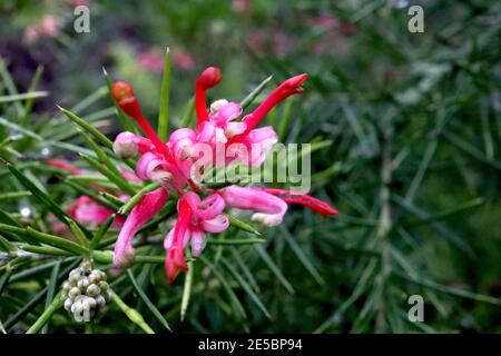 Grevillea rosmarinifolia Rosemary grevillea - fiore rosa Spider – fiori rosa avvolti con foglie ad ago, gennaio, Inghilterra, Regno Unito Foto Stock