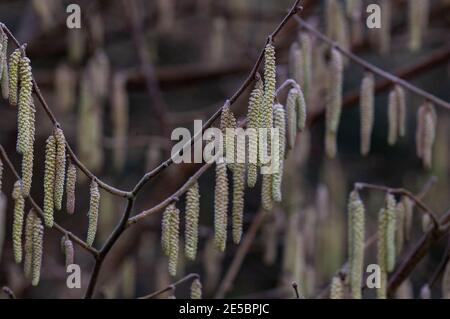 Catkins maschio su un albero comune di nocciolo in inverno. Foto Stock