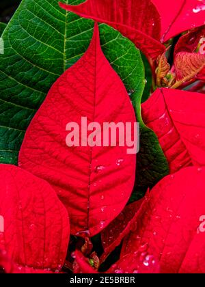 Santa Passione Rossa. Il fiore di Natale o Poinsettia è ben noto per il suo fogliame rosso e verde ed è ampiamente usato nelle esposizioni floreali di Natale. Foto Stock