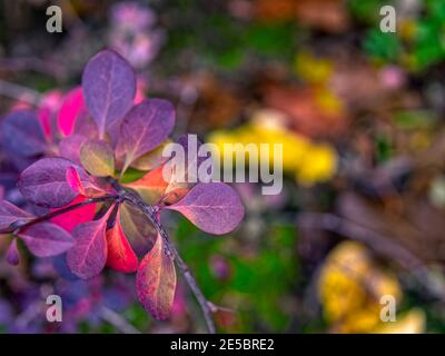 Il pittore di talento. La natura dipinse un'opera astratta utilizzando una meravigliosa e vibrante tavolozza di colori sulla sua tela. Foto Stock