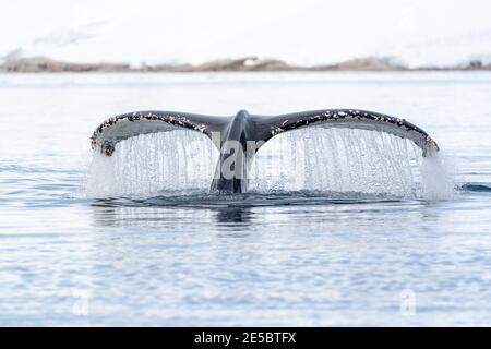Una balena in megattere si tuffa e ruscelli d'acqua dal suo possente coda Foto Stock