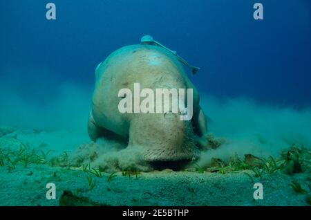 Dugong dugon, dugong, Gabelschwanzseekuh, Echeneis naucres, remora, Gestreifter Schiffshalter, Coraya Beach, Rotes Meer, Ägypten, Mar Rosso, Egitto Foto Stock