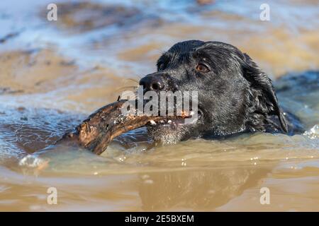 Colpo di testa di un Labrador nero da cui si preleva un bastone l'acqua Foto Stock