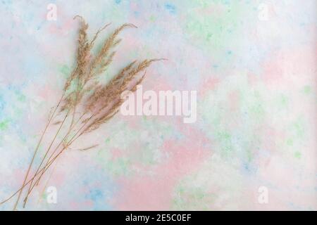 Uno sfondo pastello multicolore di delicate sfumature con erba di pampas. Foto Stock
