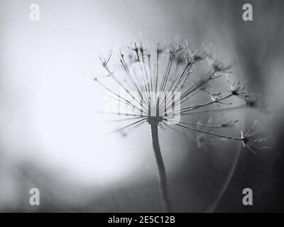 Nero e bianco contro il sole sparato di pianta secca invernale con una lente svasata e grano aggiunto. Foto Stock