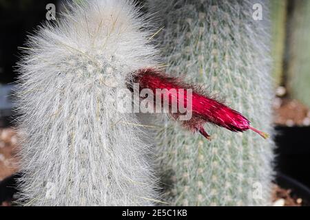 Closeup dei fiori tubolari su una torcia d'argento Cactus Foto Stock