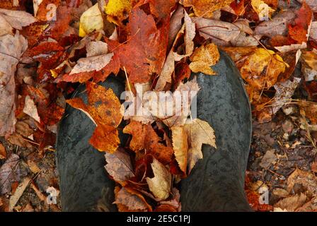 Stivali da pioggia in piedi tra foglie bagnate a terra in autunno. Foto Stock