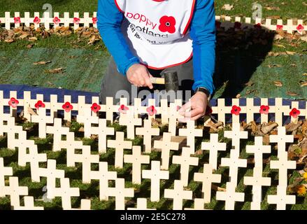 Papaveri su croci di legno. Poppy appello Remembrance Day UK Foto Stock