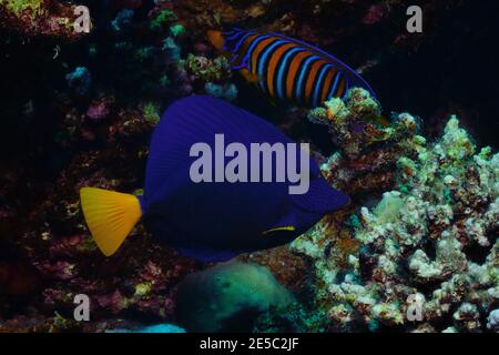 Zebrasoma xanthurum, tang viola, pinna di mare rossa, Blauer Segelflossendoktor, Rotmeer-Doktorfisch, Coraya Beach, Rotes Meer, Ägypten, Mar Rosso, Egitto Foto Stock