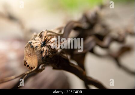 Un tarantula tropicale del bambino su un ramo dell'albero di cocco Foto Stock