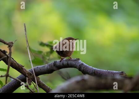 Un ren eurasiatico (Troglodytes troglodytes) appollaiato su un ramo. Foto Stock