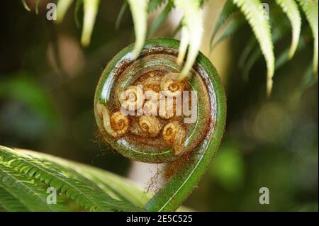 Chiusura dell'apertura della foglia di Fern. Pioggia foresta pianta. Contaminazioni di Cyatea, Tern dell'albero, Fern dell'albero malese. Kinabalu Park, Sabah, Malesia, Borneo Foto Stock