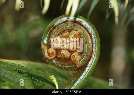 Chiusura dell'apertura della foglia di Fern. Pioggia foresta pianta. Contaminazioni di Cyatea, Tern dell'albero, Fern dell'albero malese. Kinabalu Park, Sabah, Malesia, Borneo Foto Stock