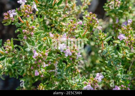 Primo piano di un Thymus vulgaris ANOT, pianta di timo di spezie con fiori Foto Stock