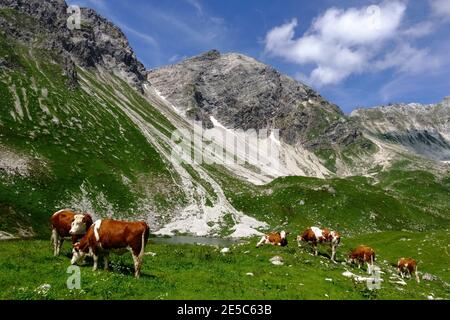 molte mucche in piedi in un prato verde in montagna dall'austria Foto Stock