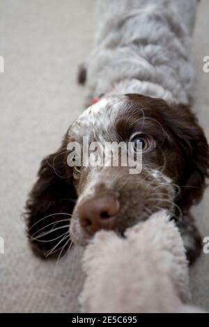 Campo Spaniel cucciolo giocare Torg o guerra Foto Stock