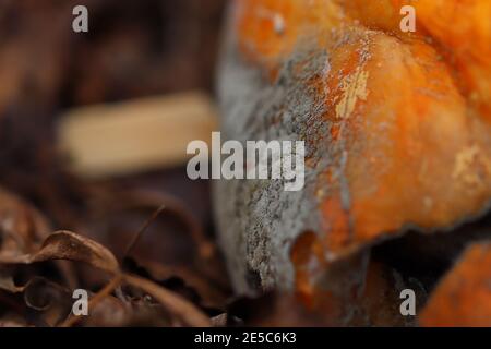 Primo piano di una pelle di zucca come si ruggisce Foto Stock