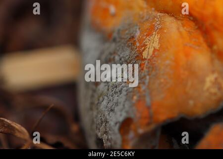 Primo piano di una pelle di zucca come si ruggisce Foto Stock