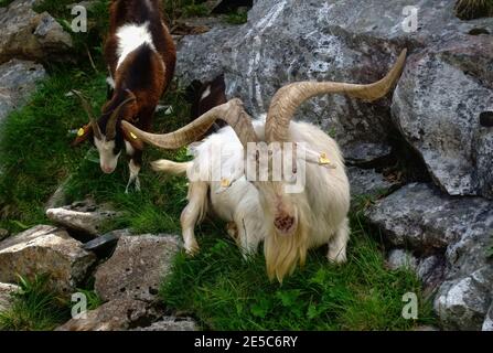 vecchia capra bianca di montagna con corna lunghe intrecciate nel vista dettagliata sulle montagne Foto Stock