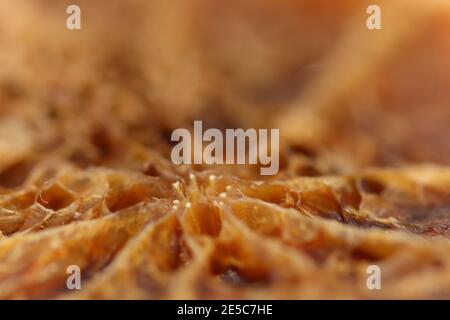 Primo piano di una pelle di zucca come si ruggisce Foto Stock