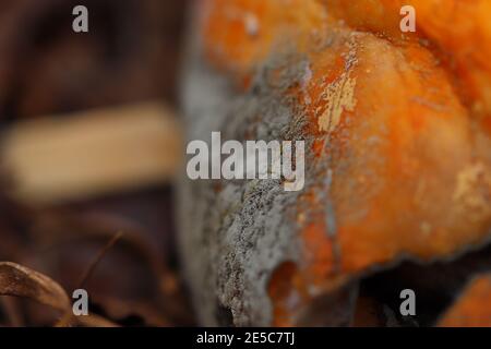 Primo piano di una pelle di zucca come si ruggisce Foto Stock