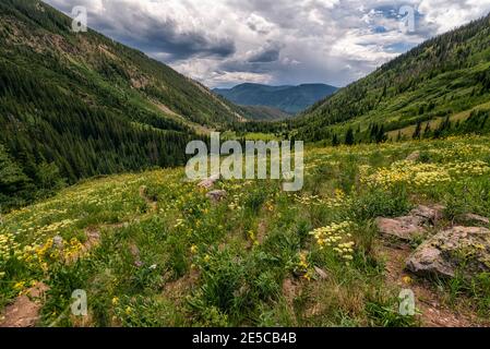 Wildflower Meadow nella natura selvaggia di Eagles Nest, Colorado Foto Stock