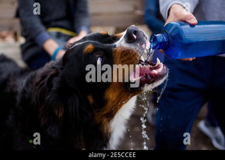 Primo piano di un cane di montagna bernese che beve acqua da a. bottiglia d'acqua Foto Stock