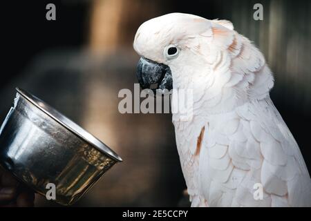 Cockatoo arrosto di rose seduto sul ramo dell'albero all'aperto Foto Stock