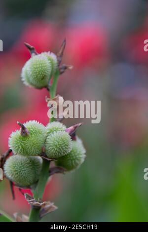 Pianta di palla spirky verde, fioritura di una pianta con un guscio di spillo intorno ad essa Foto Stock