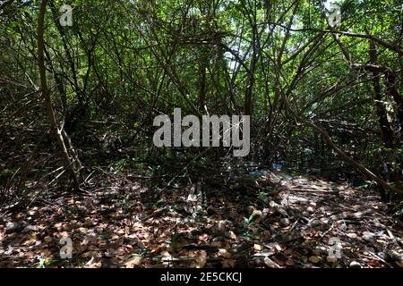 mangrovie nella baia di woburn area marina protetta sud grenada vento isole indie occidentali Foto Stock