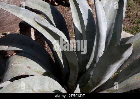 agave pianta in giardino di monte cinnamon hotel grenada vento isole indie occidentali Foto Stock