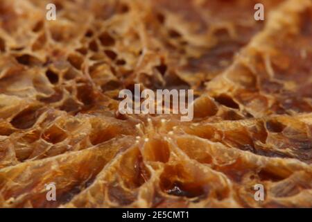 Primo piano di una pelle di zucca come si ruggisce Foto Stock