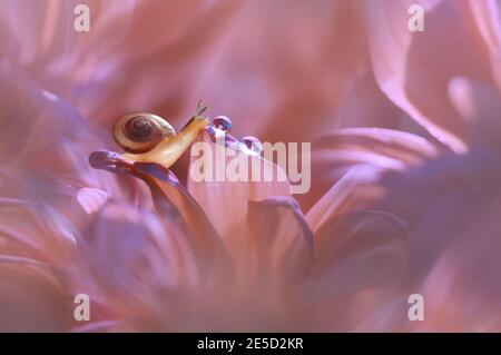 Primo piano di una lumaca in miniatura e goccia di rugiada su un fiore rosa, Indonesia Foto Stock