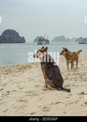 Due cani randagi sulla spiaggia di Halong Bay. Vietnam, marzo 2017. Foto Stock